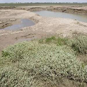 Channels leading into salt marsh plants and habitat - Freiston Shore Lincolnshire UK