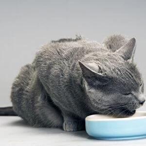 Chartreux Cat - eating from bowl