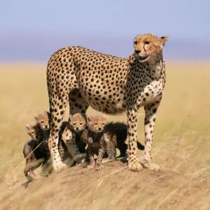 Cheetah - with 6 week old cubs, endangered species