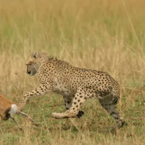 Cheetah - Chasing Thomson's Gazelle Transmara, Maasai Mara, Kenya, Africa