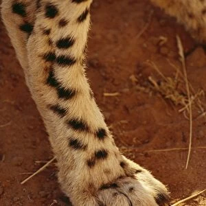 Cheetah CRH 222 Paw showing non-retractable claw, Botswana, Africa. Acinonyx jubatus © Chris Harvey / ARDEA LONDON