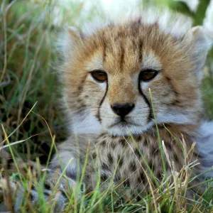 Cheetah - cub. Maasai Mara - Kenya