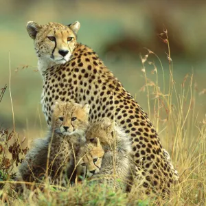 Cheetah - mother with two or three-month old cubs - Masai Mara National Reserve - Kenya JFL14428