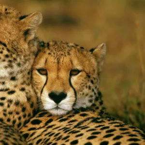 Cheetah - pair - Masai Mara National Reserve - Kenya JFL03319