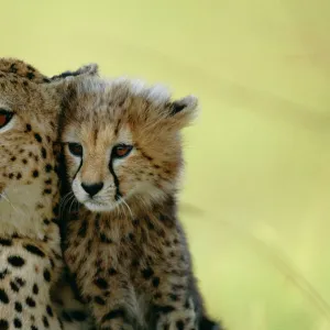 Cheetah cat mouse puzzle shop