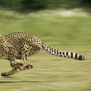 Cheetah - Running Digital Manipulation - Background blurred