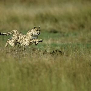 Cheetah - running fast - Masai Mara National Reserve - Kenya JFL15730