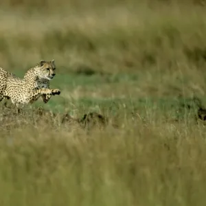 Cheetah - running fast - Masai Mara National Reserve - Kenya JFL15730