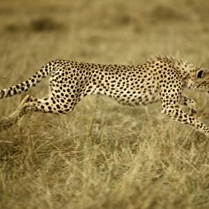 Cheetah - running - Kenya JFL03283