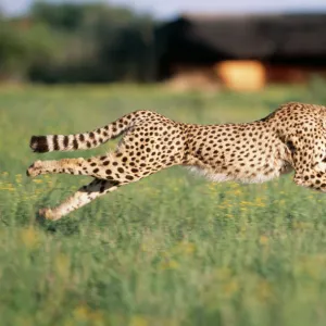 Cheetah Running, sequence 1 C