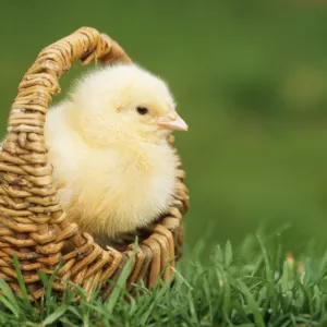 CHICKEN - Chick in basket