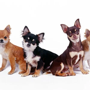 Chihuahua Dogs