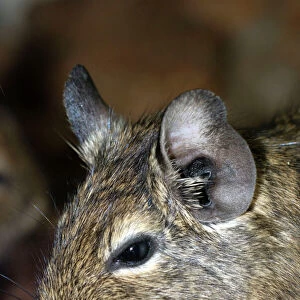 Octodontidae Jigsaw Puzzle Collection: Degu