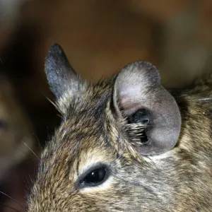 Octodontidae (Mammals, Animals) Collection Our beautiful pictures are