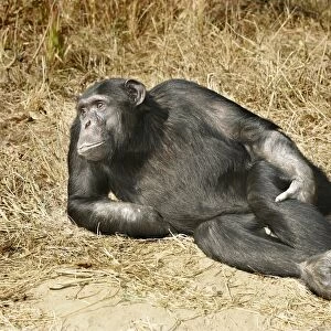 Chimpanzee - relaxing. Chimfunshi Chimpanzee Reserve - Zambia - Afruca