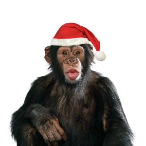 Chimpanzee - showing lips kissing wearing Christmas hat Dig. Manipulation: Hat (JD)