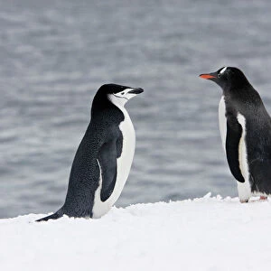 Penguins Collection: Chinstrap Penguin