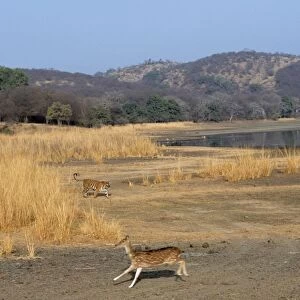 Chital / Spotted Deer Fleeing from Bengal / Indian Tiger. Ranthambore National Park, India