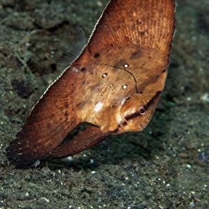 Circular Batfish - Indonesia