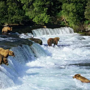 Coastal Grizzlies or Alaskan Brown Bears - fishing for salmon at Brooks Falls, Katmai National Park, Alaska. July. MA876