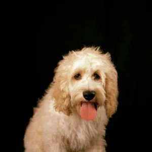 Cockapoo Dog - cross between a Cocker Spaniel & a Poodle