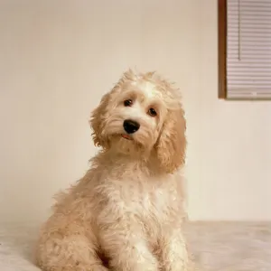 Cockapoo Dog - crossbreed between a Cocker Spaniel & a Poodle