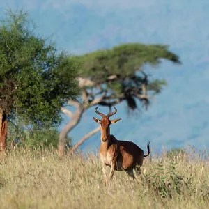 Bovidae Gallery: Alcelaphus cokii