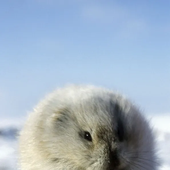 Collared Lemming - adult in winter fur (large winter claws are visible); feeds on buds and bark of dwarf willow sprouts on snow surface, typical in winter tundra of Taimyr peninsula, Kara sea shore, North of Siberia