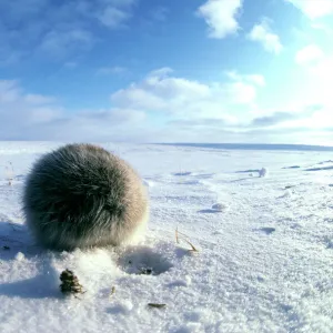 Collared Lemming - adult in winter fur, looks like a furry ball from its back while feeding on buds and bark of dwarf willow it digs in snow, typical in winter tundra of Taimyr peninsula, Kara sea shore, North of Siberia