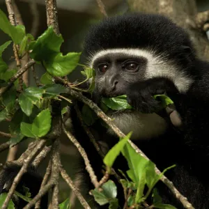 Cercopithecidae Metal Print Collection: Black Colobus