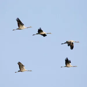 Common Crane-Seven birds flying-Extremadura-Spain