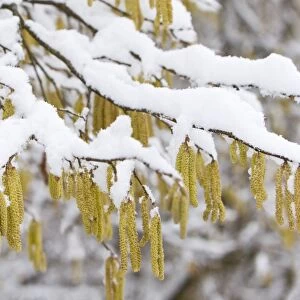 Common Hazel - catkins covered in snow - Lower Saxony - Germany
