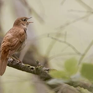 Common Nightingale. Aiguamolls Nature Reserve - RAMSAR site - Spain
