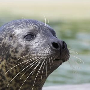 Common Seal Phoca vitulina Texel Rescue Centre Netherlands MA001610