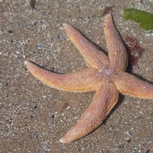 Common Starfish - Oxwich Bay Gower South Wales UK