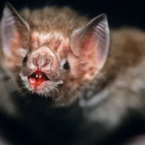 Common Vampire Bat NG 1417 Feeding on cows leg at night Sao