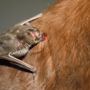 Vampire Bat feeding on a donkey, Trinidad Our beautiful Wall Art and