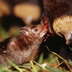 Common Vampire Bat feeding on neck of horse Sao Paulo state