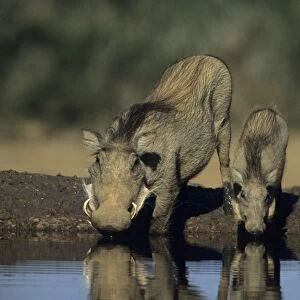 Common Warthog - Adult with young drinking from pool. Lives in open and arid areas in central and southern Africa - In spite of great tolerance of heat and drought they depend upon natural and self-dug shelters to escape extremes of heat