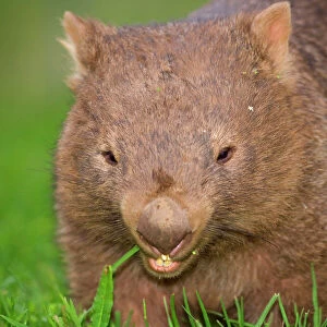 Common Wombat - frontal portrait of an adult feeding on lush grass on a meadow at dawn - New South Wales, Australia