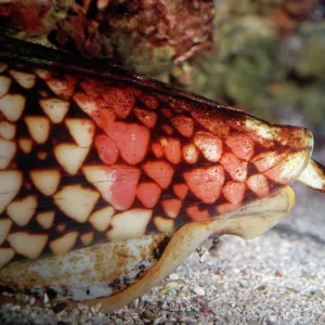 Cone Shells