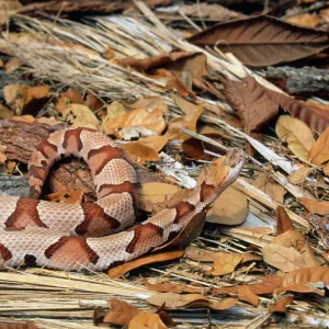 Snakes Mounted Art Print Collection: Copperhead