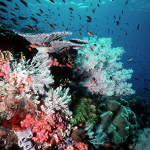 Coral reef scene VT 8227 Great Barrier Reef, Queensland, Australia © Ron & Valerie Taylor / ARDEA LONDON