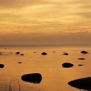 Cormorants - in flight at sunset. Baltic River - Berzciems - Latvia