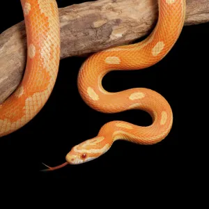 Corn / Red Rat Snake - “Crealmsicle motley” mutation - North America