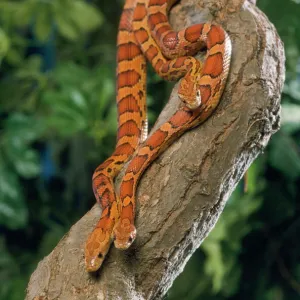 Snakes Mounted Art Print Collection: Corn Snake