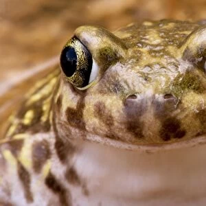 Couch's Spadefoot - Close-up of face - Arizona - USA