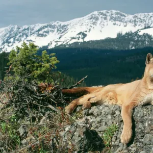 Puma (Cougar-Mountain Lion)