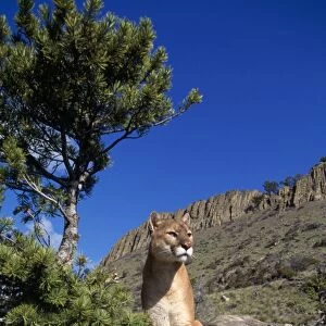 Cougar / Mountain Lion Montana, USA