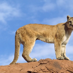 Cougar / Mountain Lion - Utah - USA